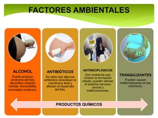 FACTORES AMBIENTALES
ALCOHOL
Puede producir
síndrome del feto
alcohólico (retardo
mental, microcefália,
anomalias oculares).
ANTIBIÓTICOS
Se sabe que algunos
antibiótico atraviesan la
membrana fetal y
afectan el desarrollo
del feto.
ANTINEOPLÁSICOS
Son sustancia que
inhiben la formación
celular, pueden afectar
el sistema nervioso
central y
malformaciones.
TRANQULIZANTES
Pueden causar
malformaciones en los
miembros.
PRODUCTOS QUÍMICOS
 