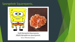 Spongebob Squarepants.
 