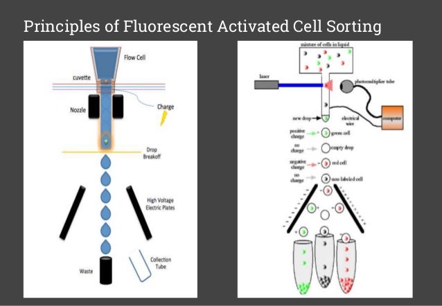 fluorescent activated cell sorting diagnosis of hiv infection fluorescence activated cell sorting
