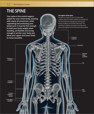 12 I N T R O D U C T I O N
Your spine is the central support
system for your entire body, assisting
with nearly all movement, while
supporting and protecting your
spinal cord. It must be firm enough
to hold your body weight when
standing, yet flexible and strong
enough to anchor your body and
allow your upper and lower limbs
to move smoothly.
The regions of the spine
The spine is a column of up to 33 bones called
vertebrae. All but 9 of these vertebrae are movable and
they are divided into three groups: cervical (neck),
thoracic (midback), and lumbar (lower back). The
remaining 9 vertebrae are located at the base of the
spine, fused together to form the sacrum (hip complex).
THE SPINE
Rib
Shoulder
blade
(scapula)
Acromion
Iliac
bone
7 cervical
vertebrae
12 thoracic
vertebrae
5 lumbar
vertebrae
5 sacral
vertebrae
(fused)
4 coccygeal
vertebrae
 