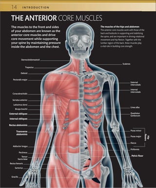 14 I N T R O D U C T I O N
The muscles to the front and sides
of your abdomen are known as the
anterior core muscles and drive
core movement while supporting
your spine by maintaining pressure
inside the abdomen and the chest.
Scalenes
Sternocleidomastoid
Deltoid
THE ANTERIOR CORE MUSCLES
Trapezius
Pectoralis major
Coracobrachialis
Serratus anterior
Latissimus dorsi
Biceps brachii
External obliques
Internal obliques
Transverse
abdominis
Tensor
fascia latae
External
intercostals
Internal
intercostals
Linea alba
Quadratus
lumborum
Psoas minor
Psoas major
Iliacus
Piriformis
Pelvic floor
Adductor longus
Pectineus
Rectus femoris
Sartorius
Gracilis
Hip
flexors
The muscles of the hips and abdomen
The anterior core muscles work with those of the
back and buttocks in supporting and stabilizing
the spine, and are important in driving rotational
movement and hip ﬂexion. Together with the
lumbar region of the back, these muscles play
a vital role in building core strength.
Rectus abdominis
 