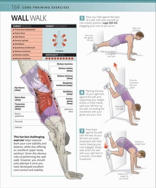 164 C O R E -T R A I N I N G E X E R C I S E S
TARGET MUSCLES TARGET MOVEMENT
DIFFICULTY LEVEL
 ▪ Transverse abdominis
 ▪ Pelvic ﬂoor
 ▪ Hip ﬂexors
 ▪ Erector spinae
 ▪ Multiﬁdus
 ▪ Quadratus lumborum
 ▪ Gluteus minimus
 ▪ Gluteus medius
 ▪ Gluteus maximus
WALL WALK
This fun but challenging
exercise helps improve
both your core stability and
balance, while also offering
an excellent upper-body
workout. Given the obvious
risks of performing the wall
walk, however, you should
only attempt it once you
have developed excellent
core control and stability.
Press your feet against the base
of a wall, and raise yourself up
into a plank position (»pp.102–03),
engaging your core as you do so.
Align your
shoulders
Keep your
core tight
Pull in your glutes
to straighten
your back
Planting the toes
of your right foot
against the wall, and
supporting your weight
evenly on both hands,
walk your left foot up
the wall, controlling the
movement with your
glutes and your core.
Press your
feet against
the wall
Complex
Press back
against the wall
with the toes of your
left foot and press
downward with both
hands. Keeping your
core engaged, slowly
walk down the wall
with your right foot in
a smooth, controlled
movement.
Drive the
movement
with your
glutes
Maintain a
straight back
Support your
weight on
your hands
Hip flexors
(deep)
Pelvic floor
(deep)
Gluteus minimus
(deep)
Gluteus medius
(deep)
Gluteus maximus
Multifidus
(deep)
Erector
spinae
(deep)Transverse
abdominis
(deep)
Quadratus
lumborum (deep)
Rectus
abdominis
Pectorals
Deltoids
Latissimus
dorsi
 