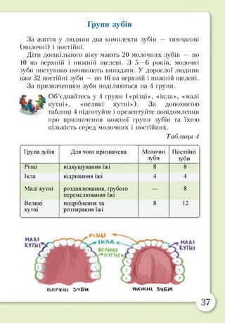 Групи зубів
За життя у людини два комплекти зубів — тимчасові
(молочні) і постійні.
Діти дошкільного віку мають 20 молочних зубів — по
10 на верхній і нижній щелепі. З 5—6 років, молочні
зуби поступово починають випадати. У дорослої людини
вже 32 постійні зуби — по 16 на верхній і нижній щелепі.
За призначенням зуби поділяються на 4 групи.
Об’єднайтесь у 4 групи («різці», «ікла», «малі
кутні», «великі кутні»). За допомогою
таблиці 4 підготуйте і презентуйте повідомлення
про призначення кожної групи зубів та їхню
кількість серед молочних і постійних.
Таблиця 4
Група зубів Для чого призначена Молочні
зуби
Постійні
зуби
Різці відкушування їжі 8 8
Ікла відривання їжі 4 4
Малі кутні роздавлювання, грубого
перемелювання їжі
— 8
Великі подрібнення та 8 12
кутні розтирання їжі
її
І'і&н НйЖНІ
 