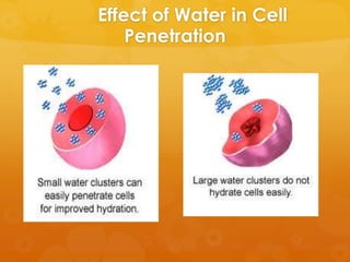 Effect of Water in Cell
    Penetration
 