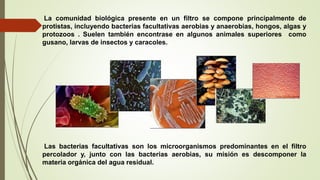 La comunidad biológica presente en un filtro se compone principalmente de
protistas, incluyendo bacterias facultativas aerobias y anaerobias, hongos, algas y
protozoos . Suelen también encontrase en algunos animales superiores como
gusano, larvas de insectos y caracoles.
Las bacterias facultativas son los microorganismos predominantes en el filtro
percolador y, junto con las bacterias aerobias, su misión es descomponer la
materia orgánica del agua residual.
 