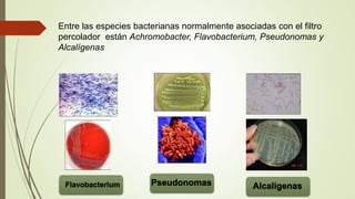 Entre las especies bacterianas normalmente asociadas con el filtro
percolador están Achromobacter, Flavobacterium, Pseudonomas y
Alcalígenas
 