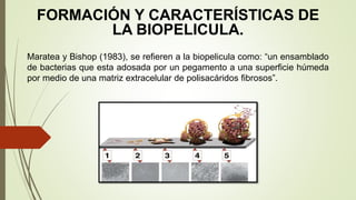 FORMACIÓN Y CARACTERÍSTICAS DE
LA BIOPELICULA.
Maratea y Bishop (1983), se refieren a la biopelicula como: “un ensamblado
de bacterias que esta adosada por un pegamento a una superficie húmeda
por medio de una matriz extracelular de polisacáridos fibrosos”.
 