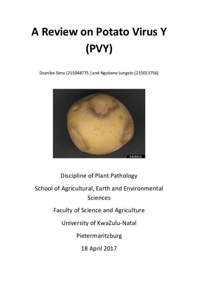 Potato virus y by SM Dzanibe and L Ngubane