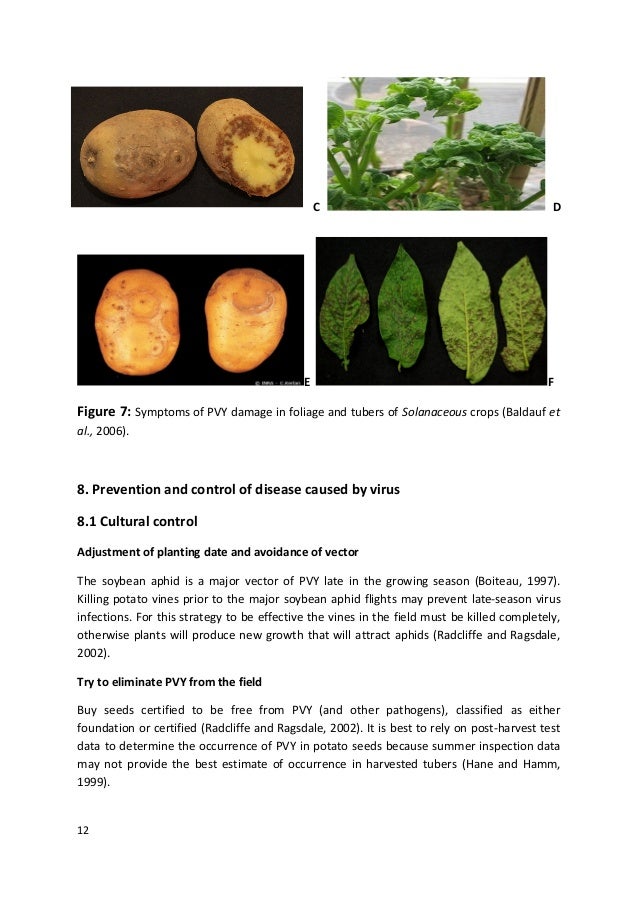 Potato virus y by SM Dzanibe and L Ngubane
