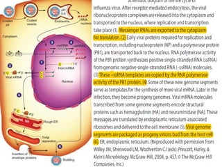 Orthomyxoviruses
