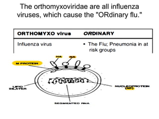 The orthomyxoviridae are all influenza
viruses, which cause the "ORdinary flu."
 