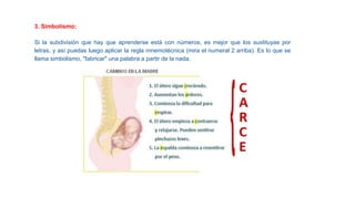 3. Simbolismo:
Si la subdivisión que hay que aprenderse está con números, es mejor que los sustituyas por
letras, y así puedas luego aplicar la regla mnemotécnica (mira el numeral 2 arriba). Es lo que se
llama simbolismo, "fabricar" una palabra a partir de la nada.
 
