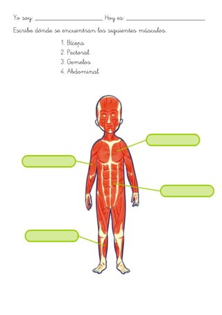 Yo soy: ___________________ Hoy es: ______________________
Escribe dónde se encuentran los siguientes músculos.
1. Bíceps
2. Pectoral
3. Gemelos
4. Abdominal
 