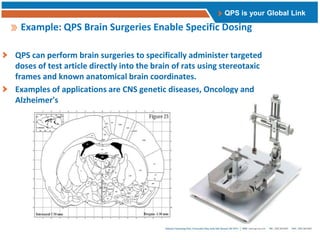 Qps Testing Qps Preclinical And Clinical Radiolabel Adme Studies | PPTX