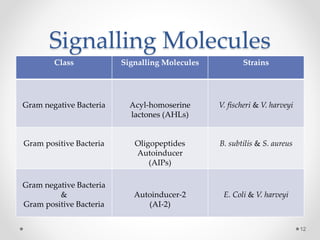 Signalling Molecules
Class Signalling Molecules Strains
Gram negative Bacteria Acyl-homoserine
lactones (AHLs)
V. fischeri & V. harveyi
Gram positive Bacteria Oligopeptides
Autoinducer
(AIPs)
B. subtilis & S. aureus
Gram negative Bacteria
&
Gram positive Bacteria
Autoinducer-2
(AI-2)
E. Coli & V. harveyi
12
 