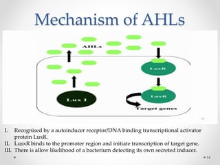 Mechanism of AHLs
14
I. Recognised by a autoinducer receptor/DNA binding transcriptional activator
protein LuxR.
II. LusxR binds to the promoter region and initiate transcription of target gene.
III. There is allow likelihood of a bacterium detecting its own secreted inducer.
 