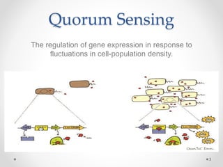 Quorum Sensing
The regulation of gene expression in response to
fluctuations in cell-population density.
3
 