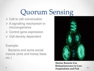 Quorum Sensing
 Cell to cell conversation
 A signalling mechanism in
microorganisms
 Control gene expression
 Cell density dependent
Example:
Bacteria and some social
insects (ants and honey bees
etc.)
4
Marine Bacteria Use
Bioluminescence to Lure
Zooplankton and Fish
 