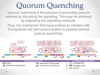 Quorum Quenching
Quorum quenching is the process of preventing quorum
sensing by disrupting the signalling. This may be achieved
by degrading the signalling molecule.
Thus, the mechanism that have evolved to interfere with
the bacterial cell cell communication in process termed
quorum quenching.
9
 