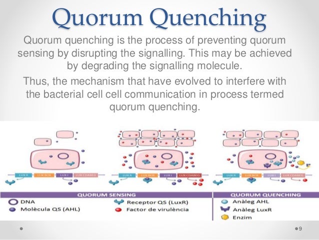 quorum quenching what is quorum sensing