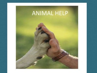 ANIMAL HELP
 