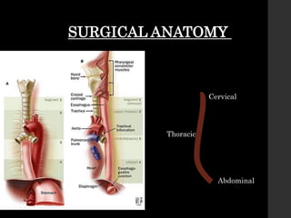 SURGICAL ANATOMY
Cervical
Thoracic
Abdominal
 