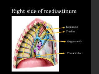 Right side of mediastinum
Esophagus
Trachea
Azygous vein
Thoracic duct
 