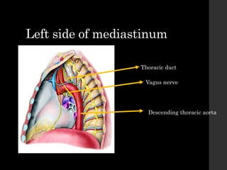 Left side of mediastinum
Thoracic duct
Vagus nerve
Descending thoracic aorta
 