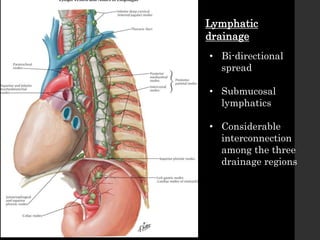 Lymphatic
drainage
• Bi-directional
spread
• Submucosal
lymphatics
• Considerable
interconnection
among the three
drainage regions
 