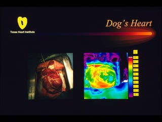 036 dogs heart