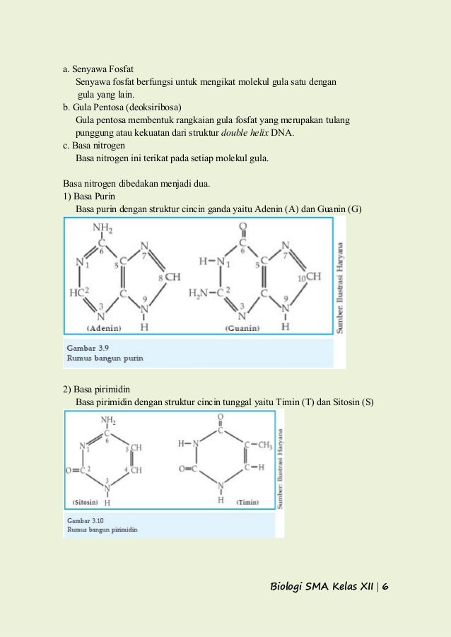 Rumus Struktur Gula Dna Dan Rna DNA Informasi