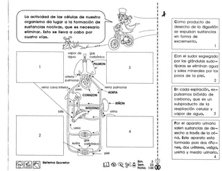 La actividad de las celulas de nuestro
organismo da lugar a la formacion de
sustancias nocivas, que es necesario
eliminar. Esto se lIeva a cabo por
cuatro vias.
vapor de
agua
gas : .
carbonico:
...__ ._-_._----'~:----------------------
"'"yena cava inferio~.".
"'" ""'" ","" "'" '
bilis""
~ I~ I~ Sistema Excretor
Como producto de
desecho de la digesti6n
se expulsan sustancias
en forma de
excremento.
Con el sudar segregado 1
par las glandulas sudo- :
rfparas se eliminan agua
y sales minerales por los
paros de la piel•
En cada espiraci6n, ex-
pulsamos bi6xido de
carbona, que es un
subproducto de la
respiraci6n celular y
vapar de agua. 3
r······································
Par el aparato urinario
salen sustancias de de-
secho a travesde la ori-
na. Este aparato esta
farmado par: das rino-
nes, dos ureteres,vejiga,
.: uretra y meato urinario.
:4 :~._.._-_._------_._-_ ....__ ._ ...._._._~
 