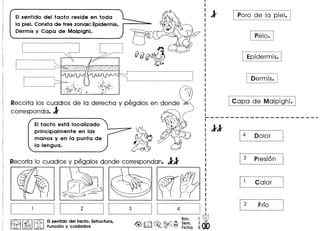 EIsentido del tacto reside en toda
la piel. Consta de tres zonas: Epidermis,
Dermis y Capa de Malpighi.
.------ ..--------------------------, '
, '
, ', '
, '.•. .... ...........•. .•.......•....................•. ' -
, ,
" '
r------- .,,
,,
,
..-:~..,...•...----- ..
..........
j----------------------j, ,
: .
: ___ I ~-..:::-::__:::~---c_==-__
..~:=...!
",
,---------------------------------------
Recorta los cuadros de 10 derecha y pegalos en donde
corresponda. l
()?)~...,
o
o Q) I) 0
"' 0
oo~~~~o
o~ 0000 0
o 0
EItacto esta localizado
principal mente en las
manos y en la punta de
la lengua.
Recorta 10 cuadros y pegalos donde correspondan. II
I
I
:lI
I
I
I
I
I.
---------------------------------,
Poro de 10 piel. i•••••• _----------------------- 1
f--p~i~~--i, ,1 -- •••••••-_1
r-ipid-~~~i~-.--~I.•__ ••_ .•_ •• .•.__ ••__ •• I
j-----------------.
i Dermis. iI J
r-------------~------------------------
j Capo de Malpighi.
---------------------------------------
r----------~-------------~
~4 Dolor :, '
._------ ...._---------------~
~-------------------------.
: 3 Presion :, '
._------------------------~
r------------------------
~ 1 Calor
._------------------------
 