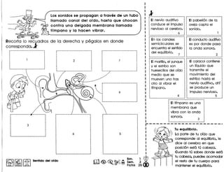 Lossonidos se propagan a traves de un tubo
lIamado canal del ordo, hasta que chocan
contra una delgada membrana lIamada
tfmpano y la hacen vibrar.
o 0
Recorta 0 recuadros de la derecha y pegalos en donde
corresponda.l
,,
···,
,,,,,
··,
-------------r--------------~
····.....,,,,
'.
,,,,,,,,,
•....•.......... ~ ...•....•.
~---~:1-----------·----------'
...""
"... .,.-'"..-
••
,,
· ·· ·.,
·,
·......: 6
,,,,,,,,
·····•••••••••••• &•••••••••••••••
,,,,
· ,
" '
"'<.~"""""""" .
.....--~-_._--_._._--------------
EI nervio auditivo
conduce el impulso
nervioso al cerebro.
6
En los canales
semicirculares se
encuentra el sentido
del equilibrio.
7
EI pabell6n de la
oreja capta el
sonido.
EIconducto auditivo
es por donde pasa
la onda sonora.
EIcaracol contiene
un Ifquido que
transmite el
movimiento del
estribo hasta el
nervio auditivo, ahf
se produce un
impulso nervioso.
5
EI tfmpano es una
membrana que
vibra con la onda
sonora.
1 EImartillo, el yunque
. y el estribo son
huesecillos del oldo
medio que se
mueven uno tras
otro al vibrar el
tfmpano.
I
I
I
I
I
I
I
I
rrr'l Bim, 1 ~
~<@>~~~ Sem. 3
o Ficha 25
Tu equilibrio.
La parte de tu ofdo que
corresponde al equilibrio, Ie
dice al cerebro en que
posici6n est6 tu cabeza.
Cuando tu sabes donde est6
tu cabeza, puedes acomodar
el resto de tu cuerpo para
mantener el equilibrio.
 