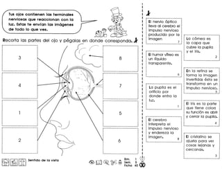 Tusojos contienen las term inales
nerviosas que reaccionan con la
luz. Estas te envf an las imagenes
de todo 10 que ves.
~
Recorta las partes del ojo y pegalas en donde corresponda. j-
r----------------------------~ ,,,,
,,,
,
····,
·,
·,
·,
,-----------------------------
r----------------------·-·---,
·······,
·········,
,
r·--------------------·--··--~ ,,
,,
,
,,,,,
,,,
·,
,,,,
-----------------------------
r--------------·-------------~ ,,
,,,
,,,
,
,,
,,
,,
,,,
-----------------------------
~ r·-------------········--·---
(( 1
(
+- :
--, .
·,,,
··,,
··i----------------------------,,,
,,
·,,,
.:~-.:~=:="c: :
,
·,,,,,
·,
~ I~ IIitI Sentido de la vista Bim. 1 db& m~ ~ ~S~m. 5 •
• Flcha 40
r-·---····-------------------
EI nervio 6ptico
!leva al cerebro el
impulso nervioso
producido por la r------····----····------···-
imagen : La c6rnea es
____ .. ... . ?_ : la capa que
1 cubre la pupila
r··-·-·--······--·------·----~ : y el iris.
EIhumor vftreo es : : 2
un Ifquido 1 L_ ... ... .... _
.transparente. :
,
: r----------------------------
: En la retina se
_.. ..... __. ~_j forma la imagen
invertida: esta se
r-----·----------------------~ transforma en un
La pupila es el : impulso nervioso.
orificio por .__. .~__
donde entra la
luz. r------·--------------------··
EI iris es la parte 1
que tiene color: i
su funci6n es abrir :
y cerrar la pupila. 1
EI cerebro
interpreta el
impulso nervioso
y endereza la
imagen.
.,
4 :
r·----------------------·----
1 EI cristalino se
: ajusta para ver
1 cosas lejanas y
.: cercanas.,,,,
.
 