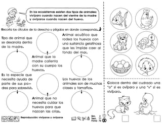 Enlos ecosistemas existen dos tipos de animales:
vivlparo cuando nacen del vientre de la madre
y oVlparos cuando nacen del huevo.~-~J&
.-~~~
Recorto·IOS~~S de 10 derecho y pegolos en donde correspondo. j
/................... Animal acu6tico que
Tipo de animal que ./ , rodea los huevos con
se desarrolla dentro ( ! una sustancia gelatinosa
de la madre. .. ;/ que les impide caer al
t
. ,
........ ·······..t ······fondo del mar.
• • •./ , Animal que la .
( '-: madre calienta .../ ',
~. ",
.... ./ con su cuerpo los i j
", '.", '.""".... "" huevos. ' ,,'...... ...,' "
Es la e~p'e~ie que . /
necesita ayuda de :/' ".... Los huevo~"de los
parte de sus pa - ( ') animales son de muchas
dres para sobrevivir. . ./ clases y tamanos.
... ~.... '-- ,/ ..··1··...
"" , "'.. """..t ", ",.." ." ••••" ••••.••••••..•••.•••.••.••. " I" •••••
'.. , ..
./  Animal que no .... ,
{ } necesita cuidar los { }, '." "
 / huevos para que  ....,,' ",
..................... nazcan las crias. . .
" ..' ........•..........•....
. .· .. .· .· .· .· .· .· ', ', ., .I •
· ', I
· ', .· .. .· .. .. .. '
...... ,,'
•••_ - ••,1,1
.......-- .
;...... . .
, .· '
" '"
· '· ., .I '
, '
• I
· '· .. ., ,/
••...'" ,,'
.....•..... ", ..,
.•.•..•.••....
" ..••.•... _- .
"" .•........
I' ' ..
· .: 
· '· ', 'I •
, .· .· '· .. ', .'.. I'
· ..... "........ I'
........ _ •.•...... ' ..
.......•••.•..•......
;..... . .
" "· .· ., .· ., .
· '• I
· .· .· ., .· ......., ,I'
" ......... __ .
••......... -........••.
,.".,. ......,
. .· .· ,· .· .· .' ,I •
· .· .· .· .· .''--. .,,;
.... ,"
•............ _ •.•....... '
.. .
",.". . .
/' ',
· '· '· '· ., .· ., ', .· '· .· .. .. .'..... "''
"' ......•.......• __ ,..'
l-------------------------------.I
Coloca dentro del cudrado una
110" si es ovfparo y una IIV" si es
vivfparo.
~ I~I~ Reproduccion: vivfpar08 y ovfpar08
~
Bim. 2
~ 0 Sam. 11 •
m~.~~ Ficha 76 D D
 