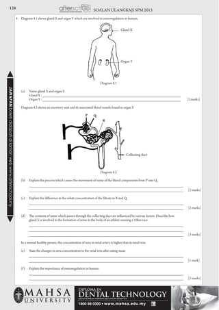 128 SOALAN ULANGKAJI SPM 2013JAWAPANbolehdidapatidilamanwebwww.afterschool.my
Gland X
Organ Y
4.	 Diagram 4.1 shows gland X and organ Y which are involved in osmoregulation in human.
Diagram 4.1
	 (a) 	 Name gland X and organ Y.
		 Gland X : ____________________________________________________________________
		 Organ Y : ____________________________________________________________________	 [2 marks]
	 Diagram 4.2 shows an excretory unit and its associated blood vessels found in organ Y.
Diagram 4.2
	 (b) 	 Explain the process which causes the movement of some of the blood components from P into Q.		
		 _____________________________________________________________________ 		
		 _____________________________________________________________________		[2 marks]
	 (c) 	 Explain the difference in the solute concentration of the filtrate in R and Q.
		 _____________________________________________________________________ 		
		 _____________________________________________________________________		[2 marks]
	 (d) 	 The contents of urine which passes through the collecting duct are influenced by various factors. Describe how
		 gland X is involved in the formation of urine in the body of an athlete running a 10km race.
		 _____________________________________________________________________
		 _____________________________________________________________________ 		
		 _____________________________________________________________________		[3 marks]
	 In a normal healthy person, the concentration of urea in renal artery is higher than in renal vein.
	 (e) 	 State the changes in urea concentration in the renal vein after eating meat.
		 _____________________________________________________________________ 		
		 _____________________________________________________________________		[1 mark]
		
	 (f) 	 Explain the importance of osmoregulation in human.
		 _____________________________________________________________________ 		
		 _____________________________________________________________________		[2 marks]
Collecting duct
P Q
R
 
