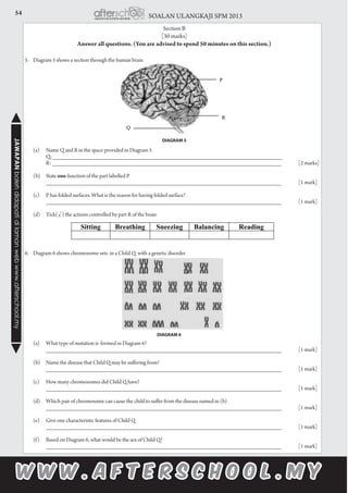 54 SOALAN ULANGKAJI SPM 2013JAWAPANbolehdidapatidilamanwebwww.afterschool.my
Section B
[30 marks]
Answer all questions. (You are advised to spend 50 minutes on this section.)
5.	 Diagram 5 shows a section through the human brain
	 (a)	 Name Q and R in the space provided in Diagram 5
		 Q: _______________________________________________________________________		
		 R: _______________________________________________________________________	 [2 marks]
	 (b)	State one function of the part labelled P
		 _________________________________________________________________________ 	 [1 mark]
	 (c)	 P has folded surfaces. What is the reason for having folded surface?
		 _________________________________________________________________________ 	 [1 mark]
	 (d)	 Tick(√ ) the actions controlled by part R of the brain
6.	 Diagram 6 shows chromosome sets in a Child Q with a genetic disorder
	 (a)	 What type of mutation is formed in Diagram 6?
		 _________________________________________________________________________ 	 [1 mark]
	 (b)	 Name the disease that Child Q may be suffering from?
		 _________________________________________________________________________ 	 [1 mark]
	 (c) 	 How many chromosomes did Child Q have?
		 _________________________________________________________________________ 	 [1 mark]
	 (d) 	 Which pair of chromosome can cause the child to suffer from the disease named in (b)
		 _________________________________________________________________________ 	 [1 mark]
	 (e)	 Give one characteristic features of Child Q
		 _________________________________________________________________________ 	 [1 mark]
	 (f)	 Based on Diagram 6, what would be the sex of Child Q?
		 _________________________________________________________________________ 	 [1 mark]
DIAGRAM 5
DIAGRAM 6
 