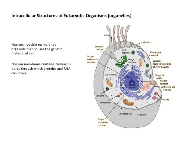 Cell introduction