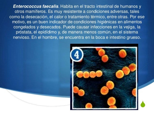 bacterias en el cuerpo humano
