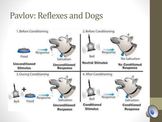 Pavlov: Reflexes and Dogs
 