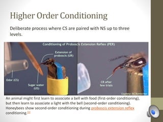 Higher Order Conditioning
Deliberate process where CS are paired with NS up to three
levels.
An animal might first learn to associate a bell with food (first-order conditioning),
but then learn to associate a light with the bell (second-order conditioning).
Honeybees show second-order conditioning during proboscis extension reflex
conditioning.[1]
 
