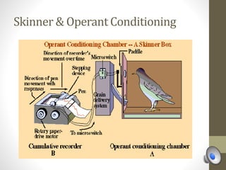 Skinner & Operant Conditioning
 