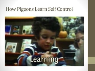 How Pigeons Learn Self Control
 