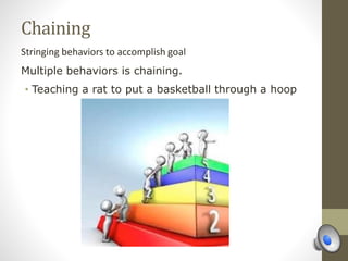 Chaining
Stringing behaviors to accomplish goal
Multiple behaviors is chaining.
• Teaching a rat to put a basketball through a hoop
 