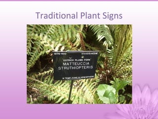 Traditional Plant Signs
 