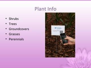 Plant Info
•   Shrubs
•   Trees
•   Groundcovers
•   Grasses
•   Perennials
 