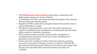 • The FNR (fumarate nitrate reduction) protein plays a central role in the
global oxygen response of a variety of bacteria
• In Escherichia coli, FNR is the master transcriptional regulator of the transition
between aerobic and anaerobic growth
• Regulation of FNR is achieved by cycling the molecule between three states in
a process dependent on oxygen.
• Facultative microorganisms, such as E. coli and S. enterica are
capable of modifying their metabolism to accommodate growth under
either aerobic or anaerobic conditions. .
• The transition between aerobic and anaerobic metabolism is
accompained by alterations in the rate, route and efficiency of
pathways of electron flow.
• Under anaerobic conditions without alternate electron acceptors,
pyruvate is converted to formate, acetate, or ethanol, CO2 and H2
gas (mixed acid fermentation). However, the choices and energy yield
become more plentiful when alternate electron acceptors are
available.
 