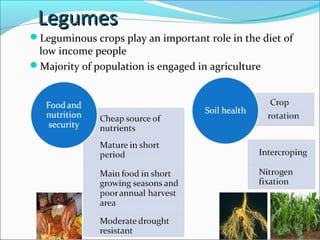 LegumesLegumes
Leguminous crops play an important role in the diet of
low income people
Majority of population is engaged in agriculture
 