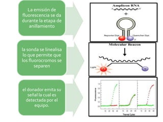La emisión de
fluorescencia se da
durante la etapa de
    anillamiento



la sonda se linealisa
 lo que permite que
los fluorocromos se
       separen



el donador emita su
   señal la cual es
  detectada por el
      equipo.
 